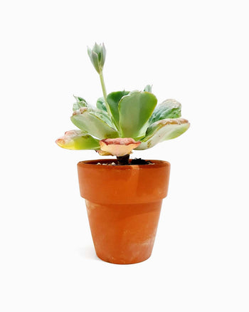 Dinterdum Pretium de Condimento