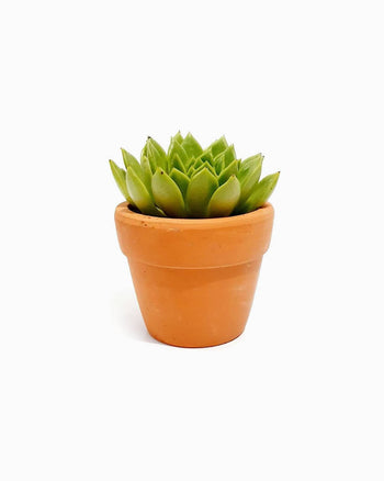 Cosmo Naminos Delementum Milance