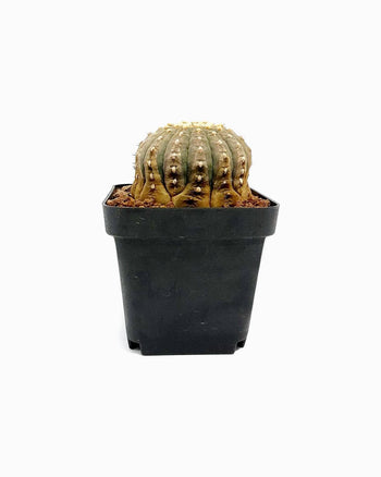 Cosmo Naminos Delementum Milance