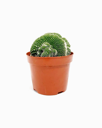 Loremous Saliduar Dan Scelerisques