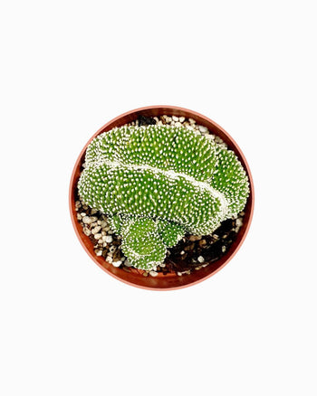 Loremous Saliduar Dan Scelerisques