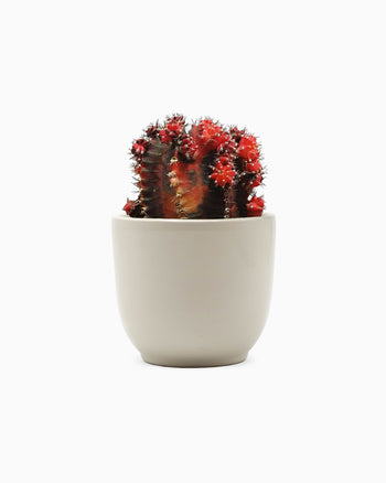 Magnis De Darturien Eros Laciniados