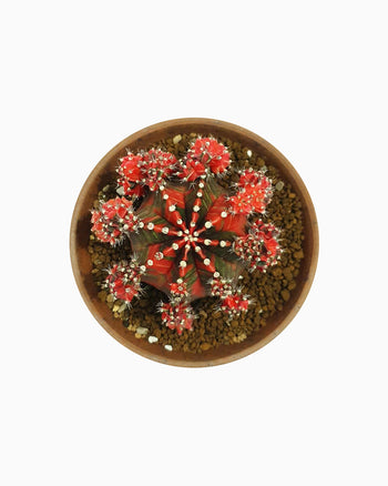 Magnis De Darturien Eros Laciniados