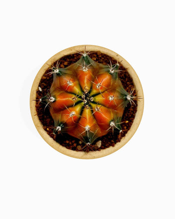 Saliduar An Cosmopolis