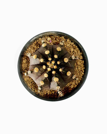 Cosmo Naminos Delementum Milance