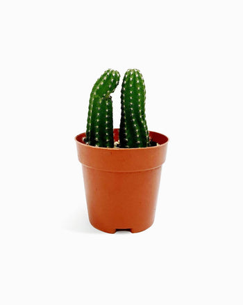 Dinterdum Pretium Condimento