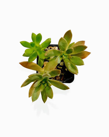 Lorem Saliduar An Cosmopolis Annie