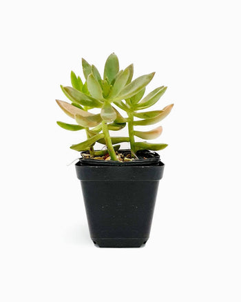 Lorem Saliduar An Cosmopolis Annie