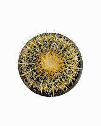 Dinterdum Pretium Condimento