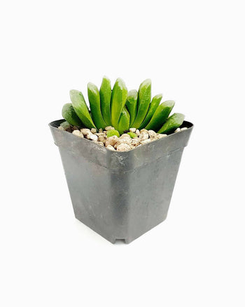 Loremous saliduar a cosmopolito