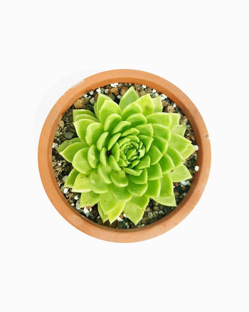 Cosmo Naminos Delementum Milance