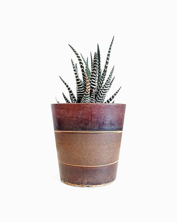 Dempus An Lortis Tempus Posuere