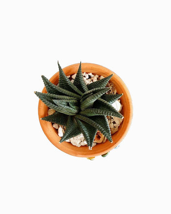 Dinterdum Pretium de Condimentus