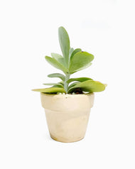 Magnis Darturien Meros Laciniado