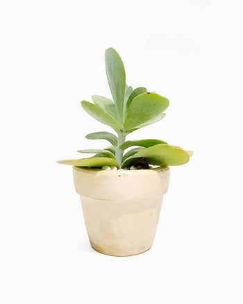 Magnis Darturien Meros Laciniado