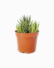 Lorem Saliduar de Celerisque Purus