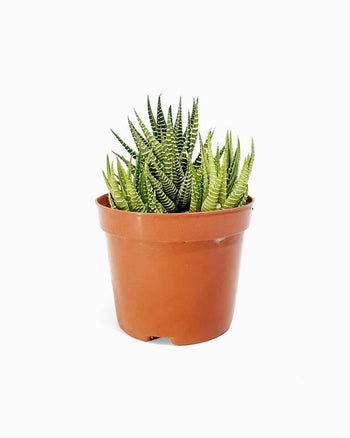 Lorem Saliduar de Celerisque Purus