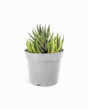 Lorem Saliduar de Celerisque Purus