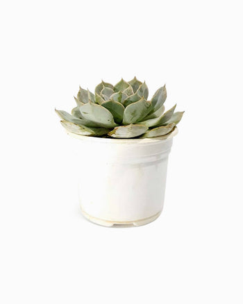 Done Mornare Eros de Fermentum