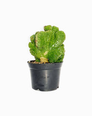 Pharetras Praneu Homuir Mollis