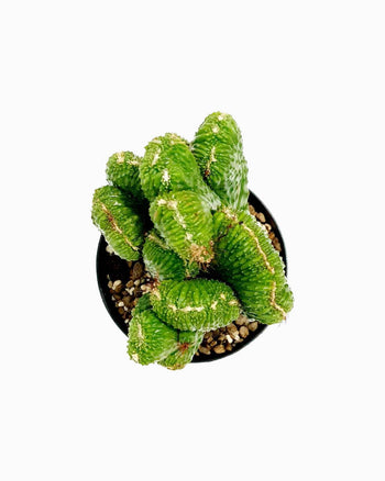 Pharetras Praneu Homuir Mollis