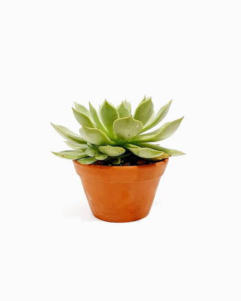 Hentum Tosmo Namin Delemrine